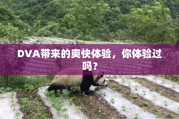DVA带来的爽快体验，你体验过吗？