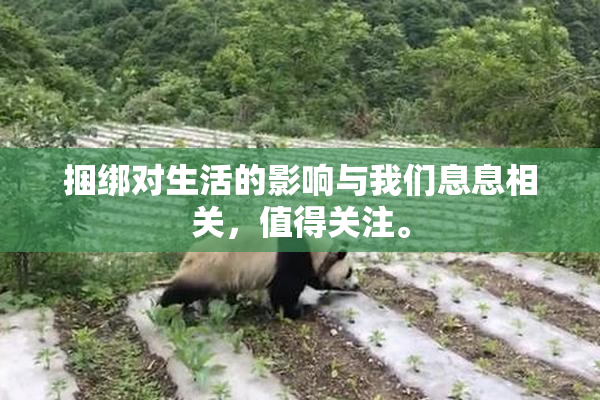捆绑对生活的影响与我们息息相关，值得关注。