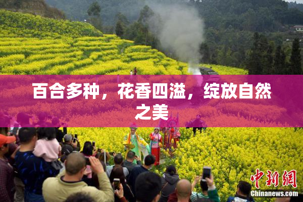 百合多种，花香四溢，绽放自然之美