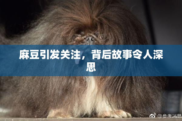 麻豆引发关注，背后故事令人深思