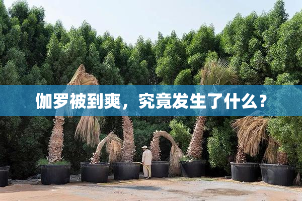 伽罗被到爽，究竟发生了什么？