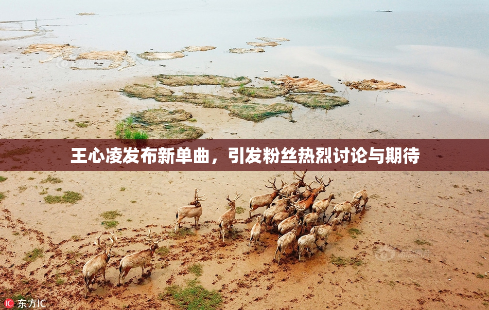 王心凌发布新单曲，引发粉丝热烈讨论与期待
