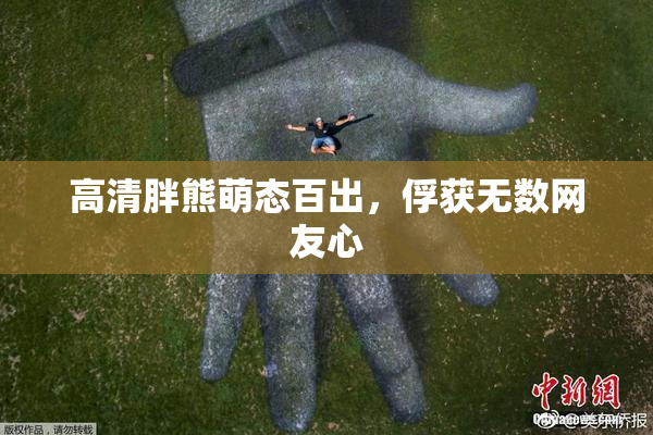 高清胖熊萌态百出，俘获无数网友心