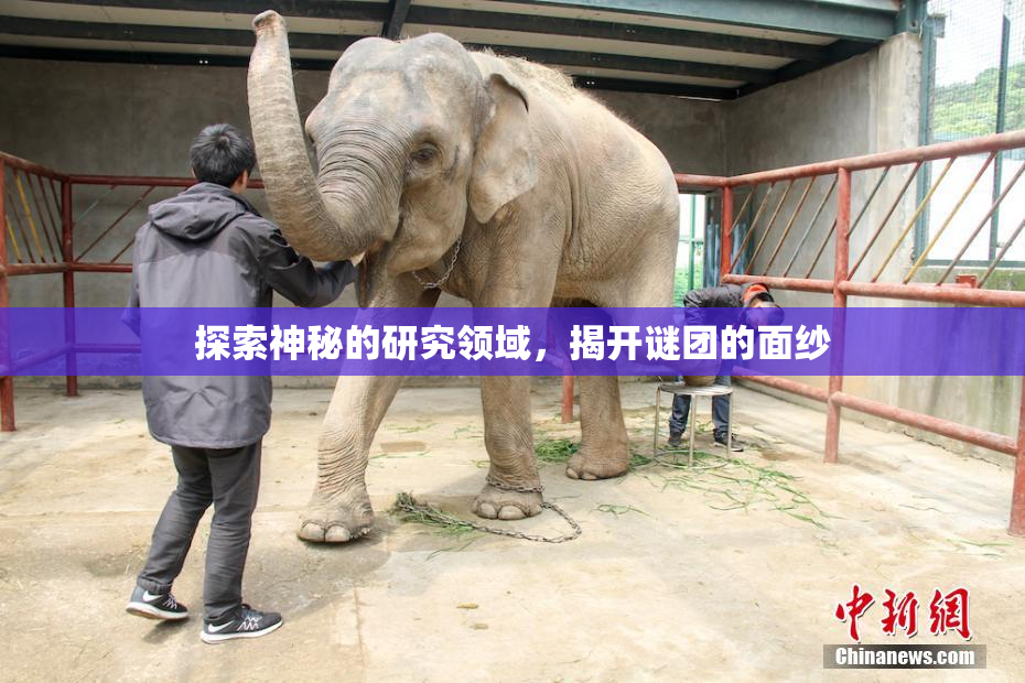 探索神秘的研究领域，揭开谜团的面纱
