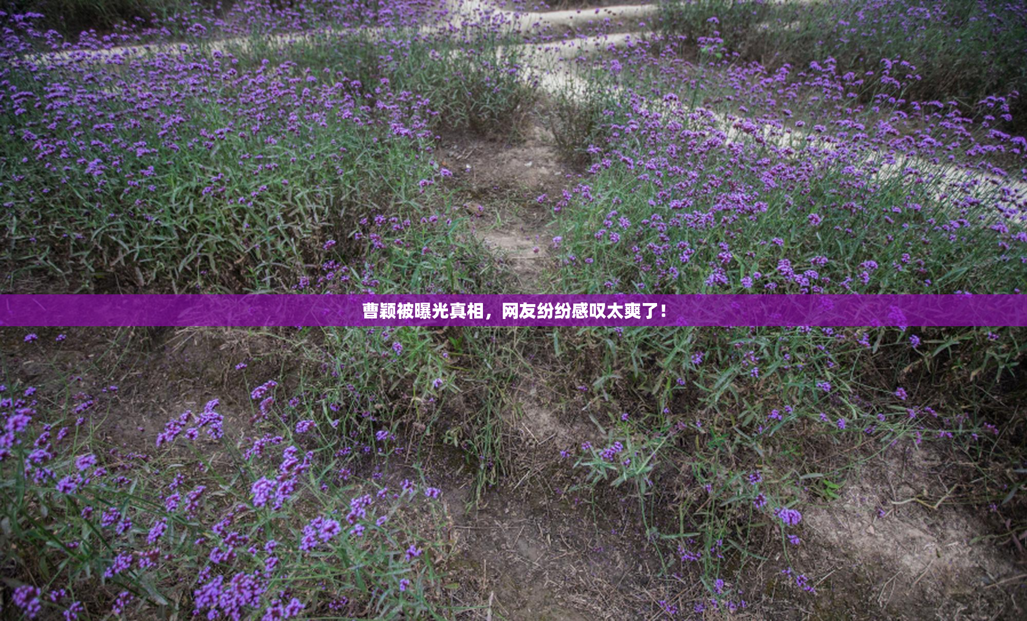 曹颖被曝光真相，网友纷纷感叹太爽了！
