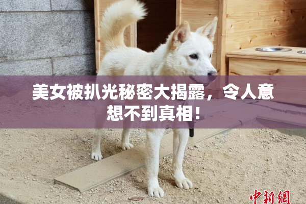 美女被扒光秘密大揭露，令人意想不到真相！