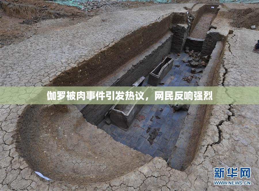 伽罗被肉事件引发热议，网民反响强烈
