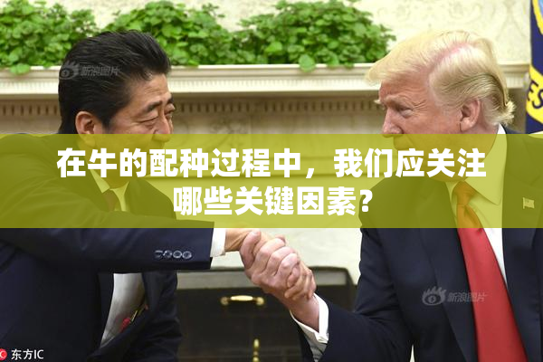 在牛的配种过程中，我们应关注哪些关键因素？