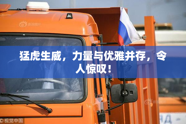猛虎生威，力量与优雅并存，令人惊叹！
