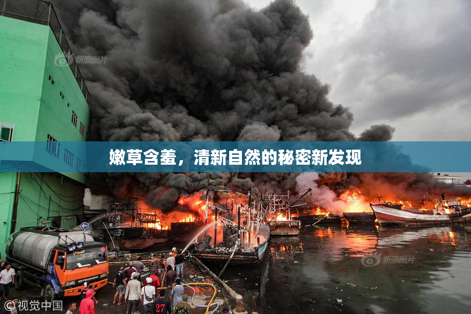 嫩草含羞，清新自然的秘密新发现