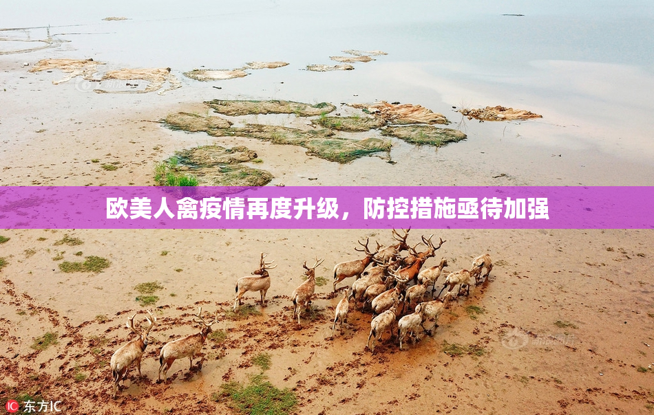 欧美人禽疫情再度升级，防控措施亟待加强