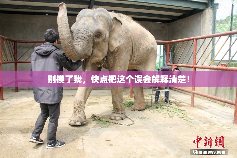 别摸了我，快点把这个误会解释清楚！