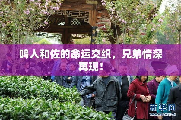 鸣人和佐的命运交织，兄弟情深再现！