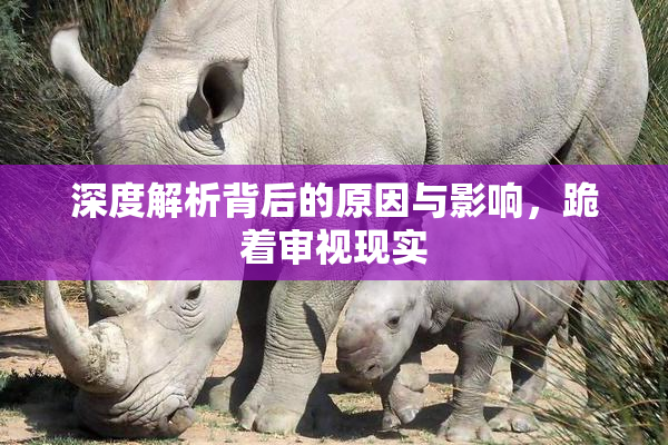 深度解析背后的原因与影响，跪着审视现实