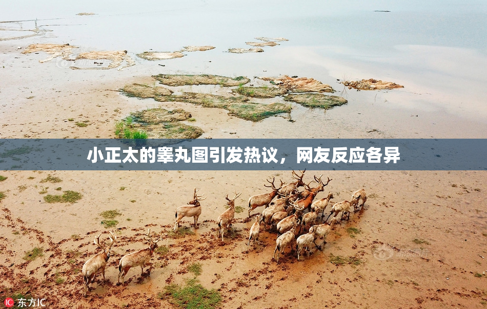 小正太的睾丸图引发热议，网友反应各异