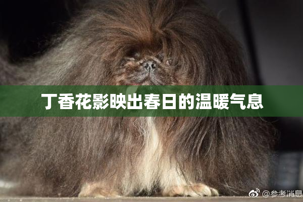 丁香花影映出春日的温暖气息