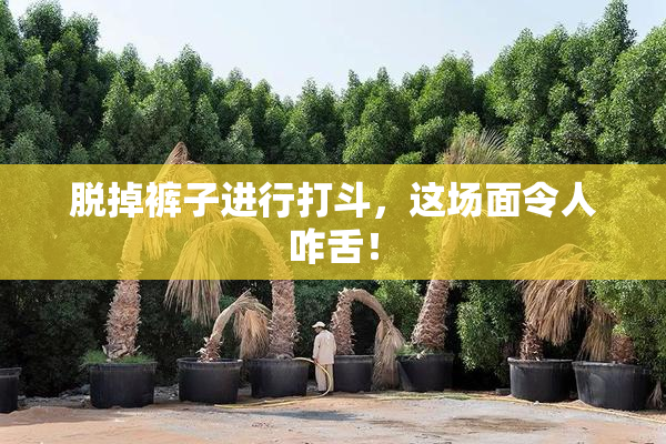 脱掉裤子进行打斗，这场面令人咋舌！