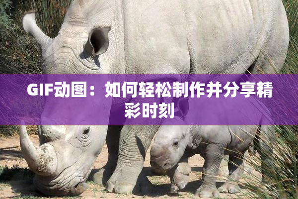 GIF动图：如何轻松制作并分享精彩时刻