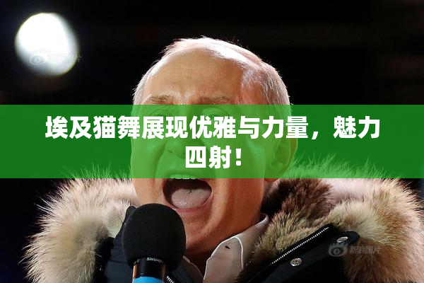 埃及猫舞展现优雅与力量，魅力四射！