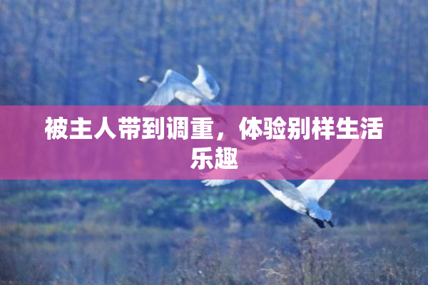 被主人带到调重，体验别样生活乐趣