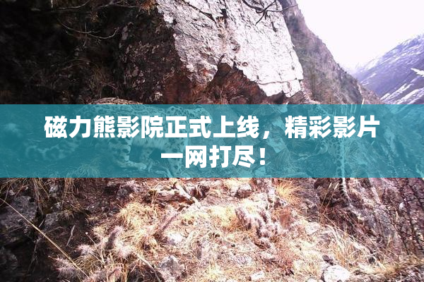 磁力熊影院正式上线，精彩影片一网打尽！