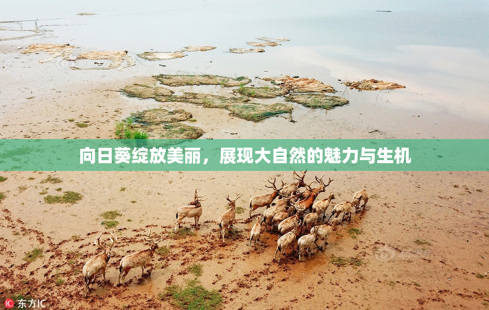 向日葵绽放美丽，展现大自然的魅力与生机