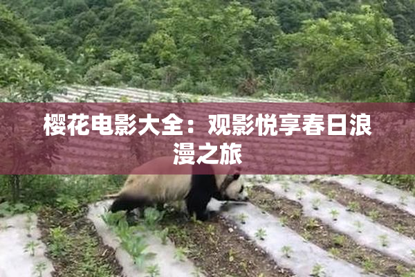樱花电影大全：观影悦享春日浪漫之旅