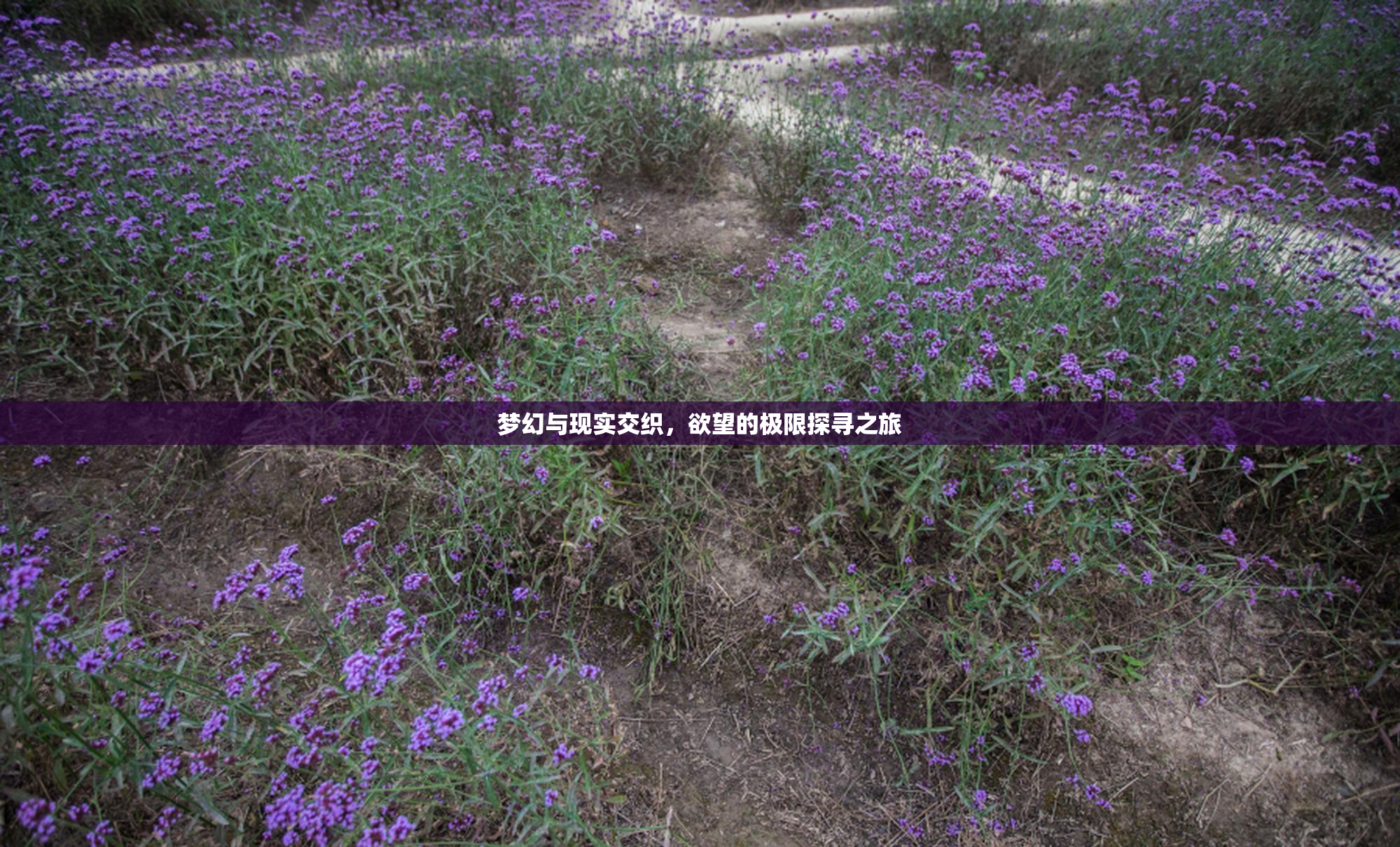 梦幻与现实交织，欲望的极限探寻之旅