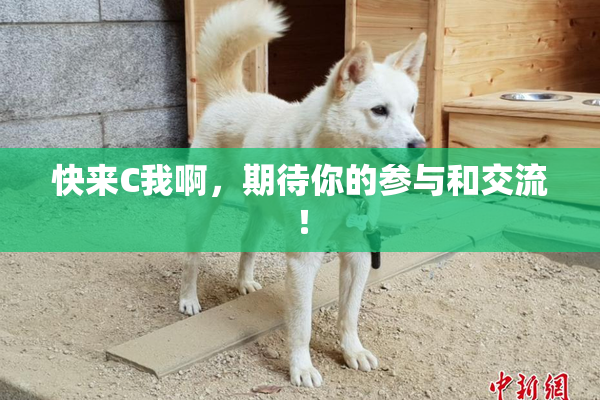 快来C我啊，期待你的参与和交流！