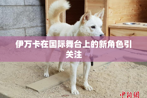 伊万卡在国际舞台上的新角色引关注