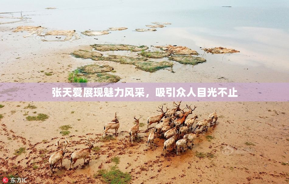 张天爱展现魅力风采，吸引众人目光不止