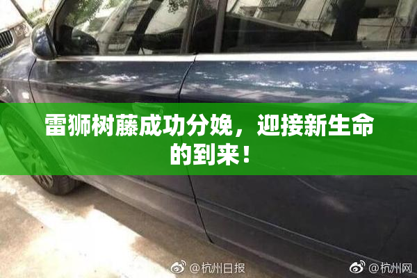 雷狮树藤成功分娩，迎接新生命的到来！