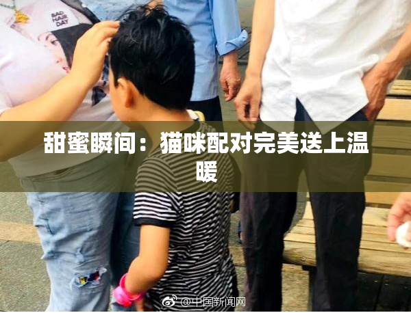 甜蜜瞬间：猫咪配对完美送上温暖