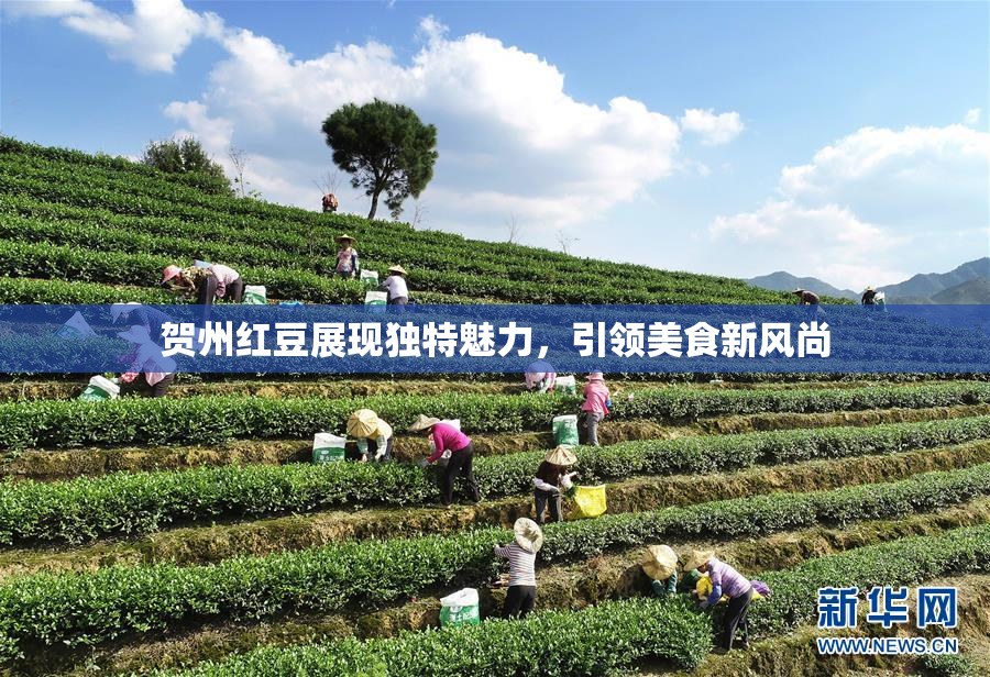 贺州红豆展现独特魅力,引领美食新风尚