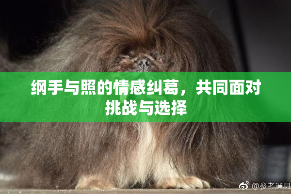 纲手与照的情感纠葛，共同面对挑战与选择