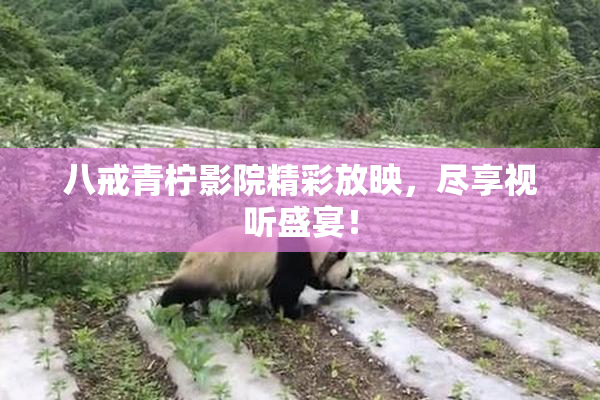 八戒青柠影院精彩放映，尽享视听盛宴！