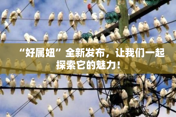 “好属妞”全新发布，让我们一起探索它的魅力！