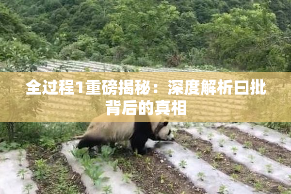 全过程1重磅揭秘：深度解析曰批背后的真相