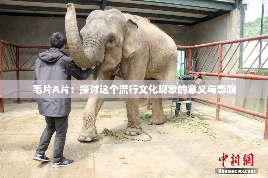 毛片A片：探讨这个流行文化现象的意义与影响