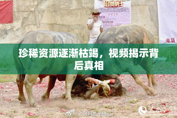 珍稀资源逐渐枯竭,视频揭示背后真相