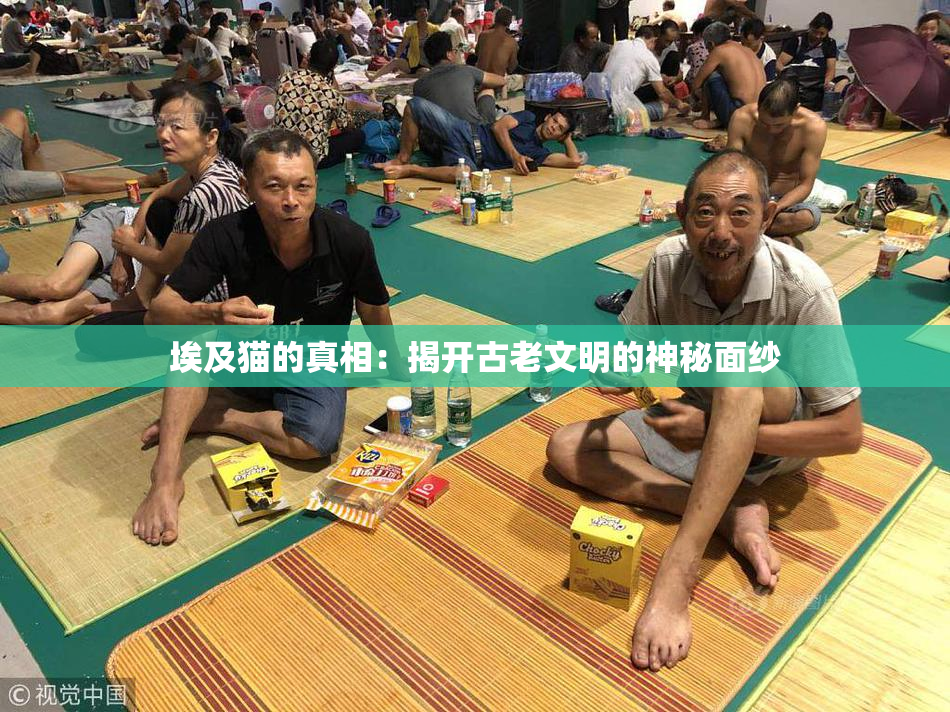 埃及猫的真相：揭开古老文明的神秘面纱