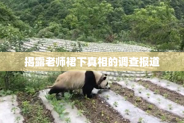 揭露老师裙下真相的调查报道