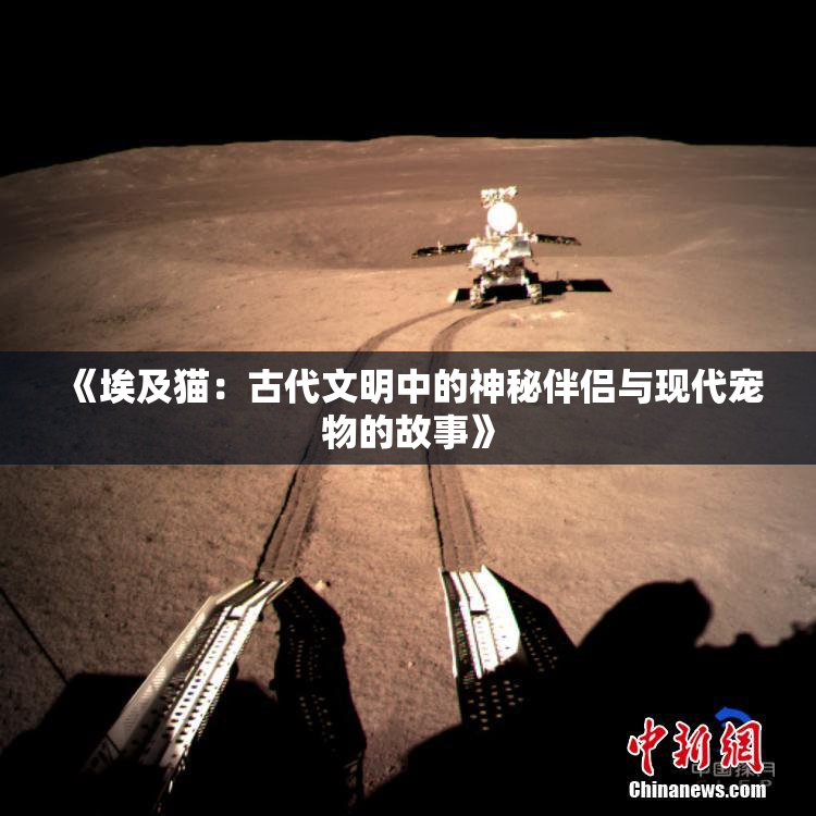 《埃及猫:古代文明中的神秘伴侣与现代宠物的故事》