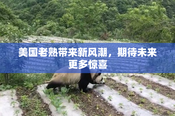 美国老熟带来新风潮，期待未来更多惊喜