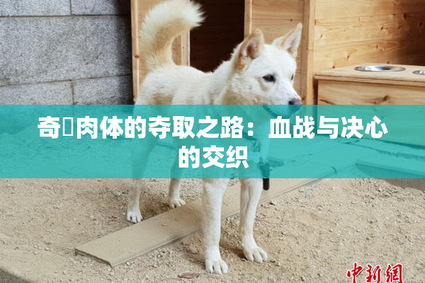 奇犽肉体的夺取之路：血战与决心的交织
