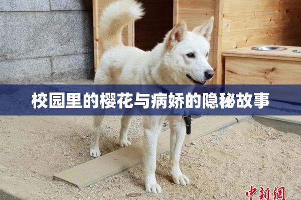 校园里的樱花与病娇的隐秘故事