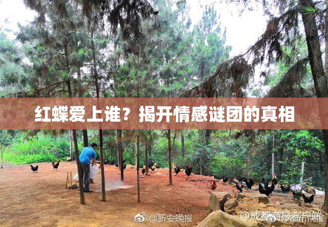 红蝶爱上谁？揭开情感谜团的真相