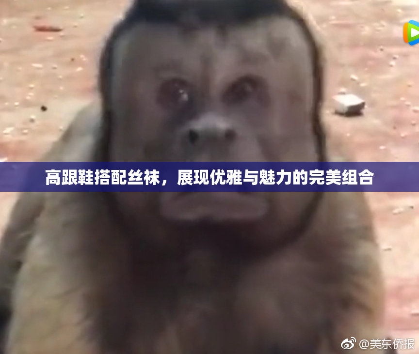 高跟鞋搭配丝袜，展现优雅与魅力的完美组合