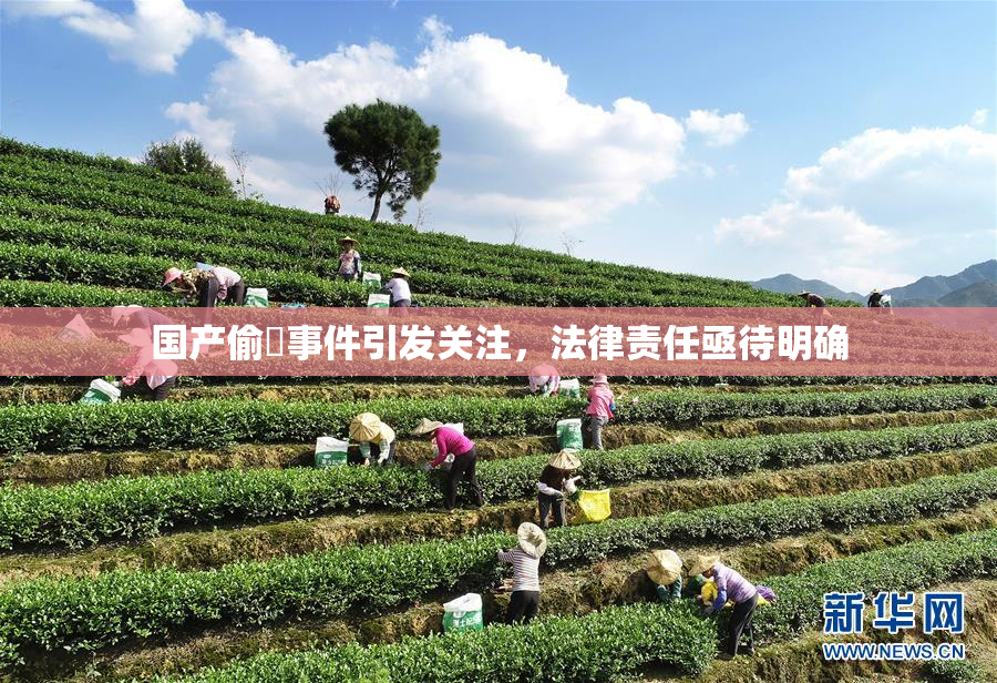 国产偷抇事件引发关注，法律责任亟待明确