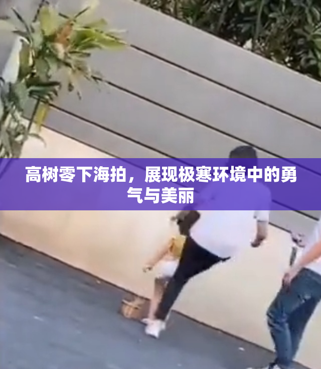 高树零下海拍，展现极寒环境中的勇气与美丽